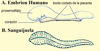 Figura 1