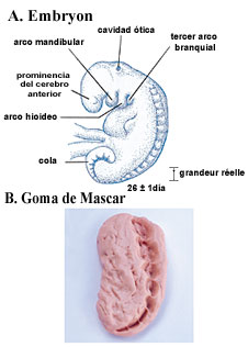 Figura 6  (Haga click aqu para agrandar la imagen)