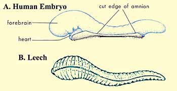 The Quran on Human Embryonic Development: