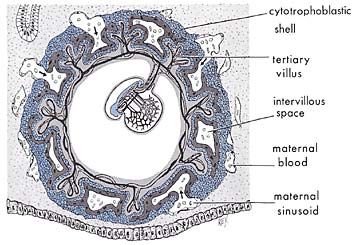 Figure 2 (Large)