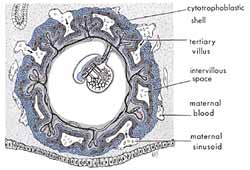 Kita dapat melihat pada bagan ini bagaimana embrio pada fase 'alaqah bergantung dan menempel di dalam rahim (uterus) sang ibu.
