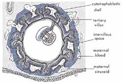 The Quran on Human Embryonic Development