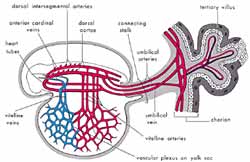 The Quran on Human Embryonic Development: