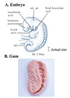 The Quran on Human Embryonic Development: