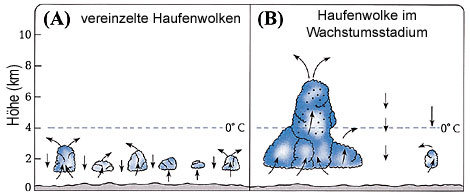 Abbildung 19 (Gross)