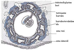 Joonis 2 (Suurendamiseks vajuta pildile)