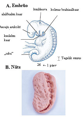 Joonis 6 (Suur)