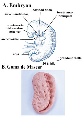 Figura 6 (Amplificada)