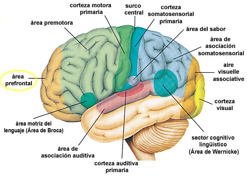 Figura 12 (Amplificada)