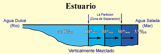 Figura 14 (Amplificada)