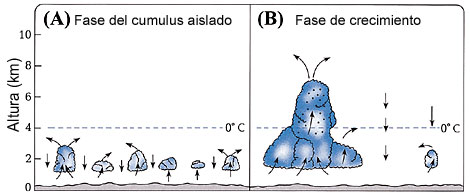 Figura 19 (Amplificada)