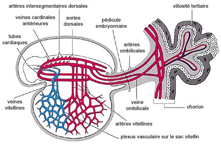 Illustration 4 (agrandie)