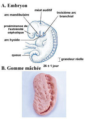 Figur 6 (agrandie)