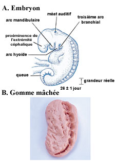 Illustration 6  (Cliquez ici pour agrandir)