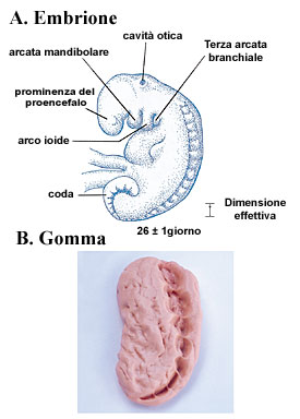 Figura 6 (Grande)