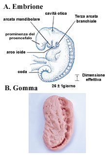 Figura 6 (Fare clic qui per ingrandire)