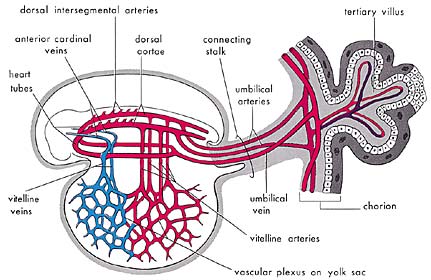 Figure 4 (Large)