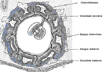 Figure 2 (Large)