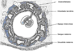 Figure 2  (Click here to enlarge)