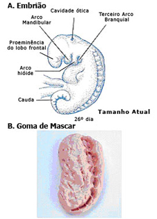 Figure 6  (Click here to enlarge)