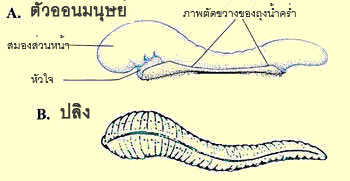 รูปที่ 1