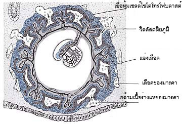 Figure 2 (Large)