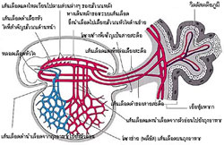 Figure 4  (Click here to enlarge)