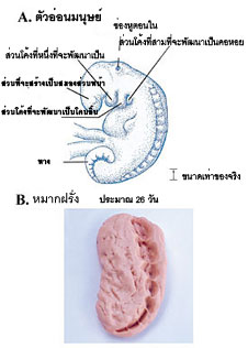 Figure 6  (Click here to enlarge)