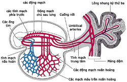 Figure 4  (Click here to enlarge)