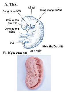 Figure 6  (Click here to enlarge)