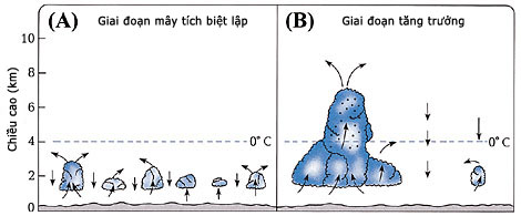 Figure 19 (Large)